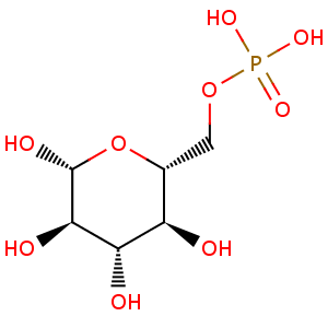 D_glucose_6_phosphate