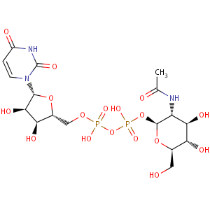 uridine_5_diphospho_N_acetlyglucosamine