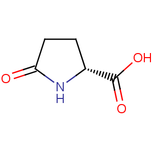 R-(+)-2-Pyrrolidinone-5-carboxylate