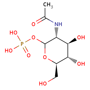 N_acetyl_D_glucosamine_1_phosphate
